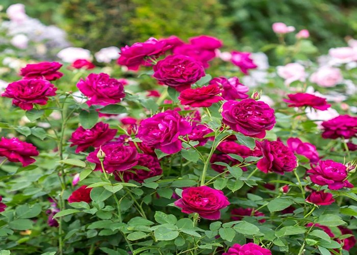 Cây hoa hồng Darcey có thể làm giàn leo hoặc tỉa thành bụi thấp